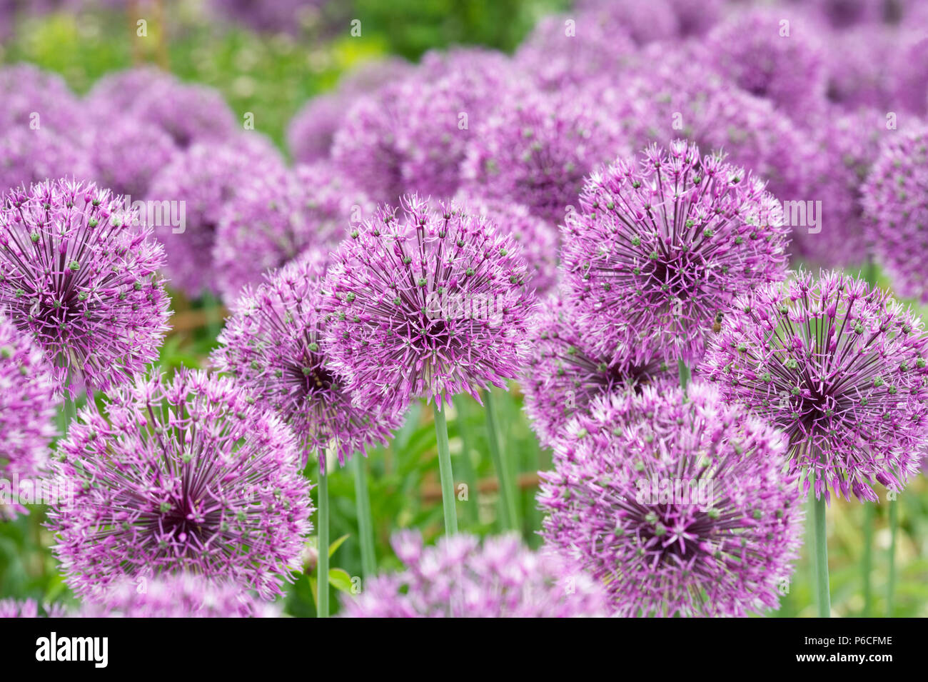 TÌNH YÊU CÂY CỎ ĐV 9 - Page 6 Allium-jesdianum-early-emperor-flowers-P6CFME