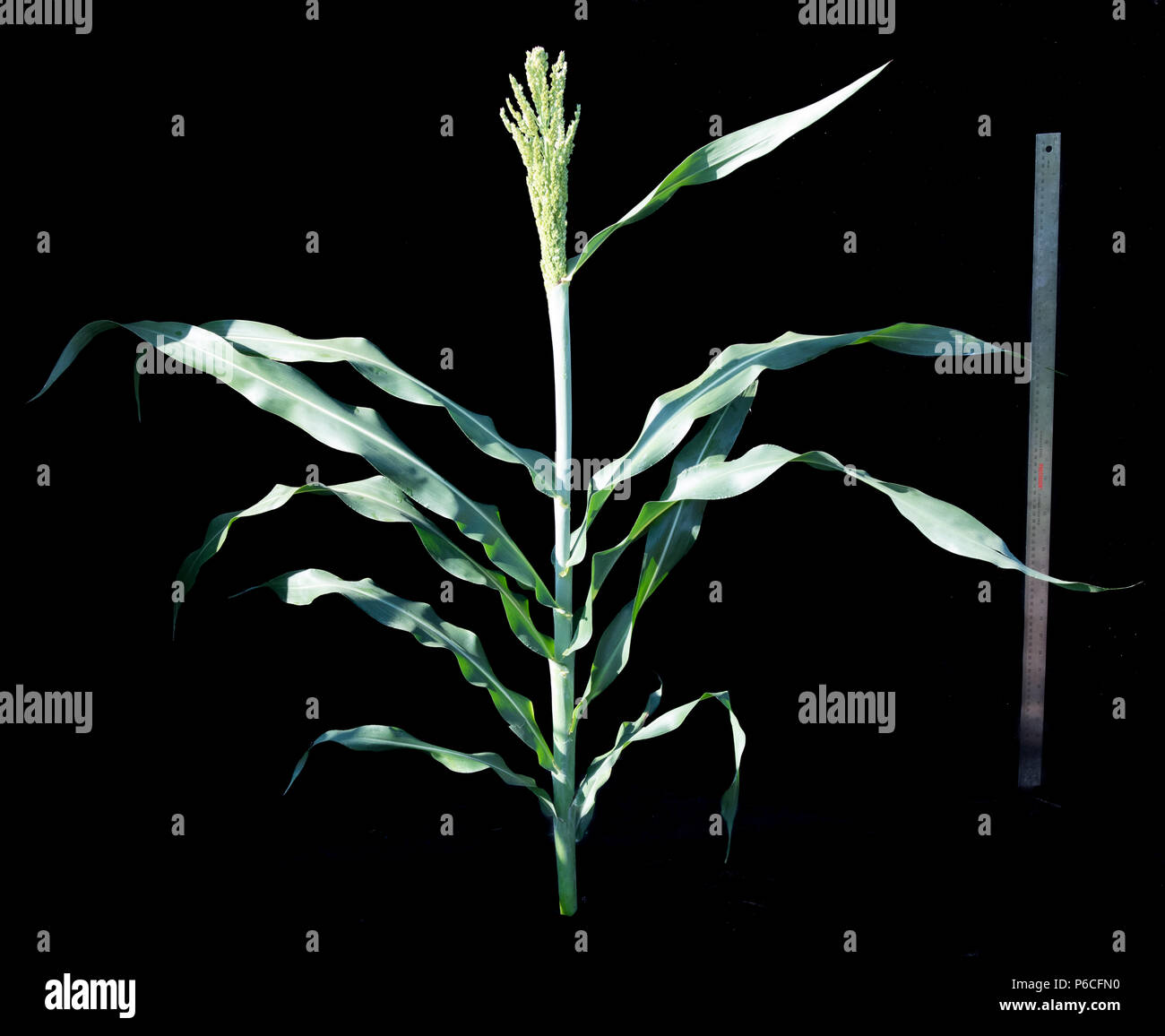 Sorghum - Panicle Emerging From Boot Stage Plant Stock Photo - Alamy