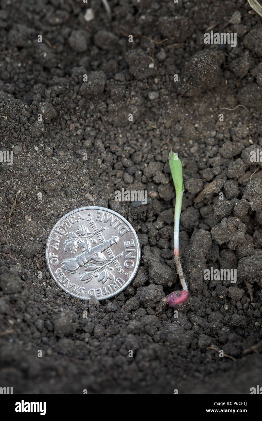 Sorghum seedling under the soil surface Stock Photo - Alamy