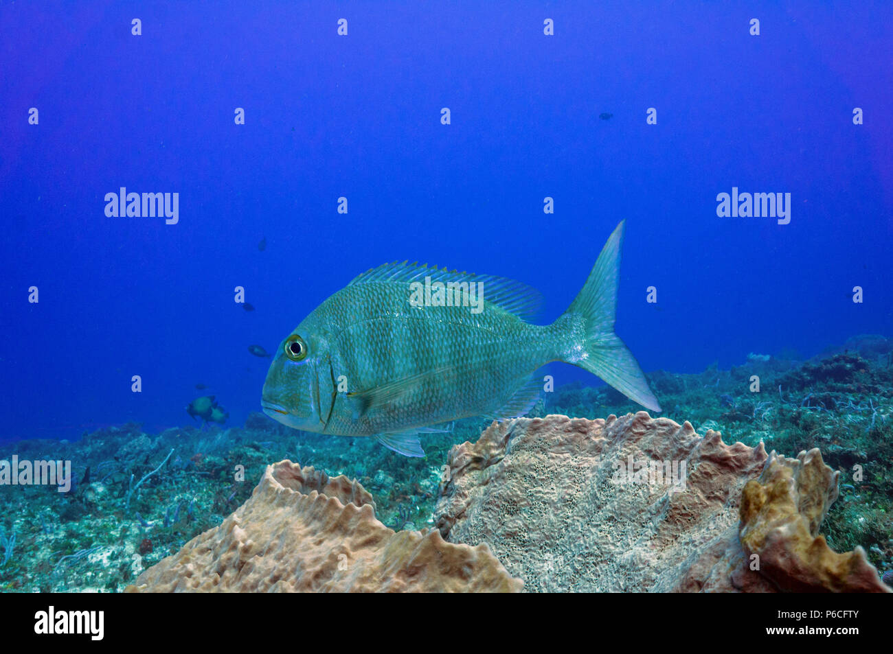 Porges Fish Sheephead hi-res stock photography and images - Alamy