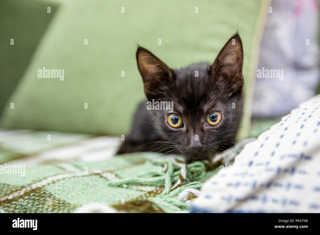 The black kitten with big yellow eyes sits on a green sofa Stock Photo