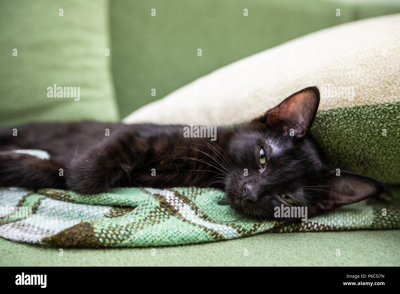 The black kitten sits on a green sofa Stock Photo