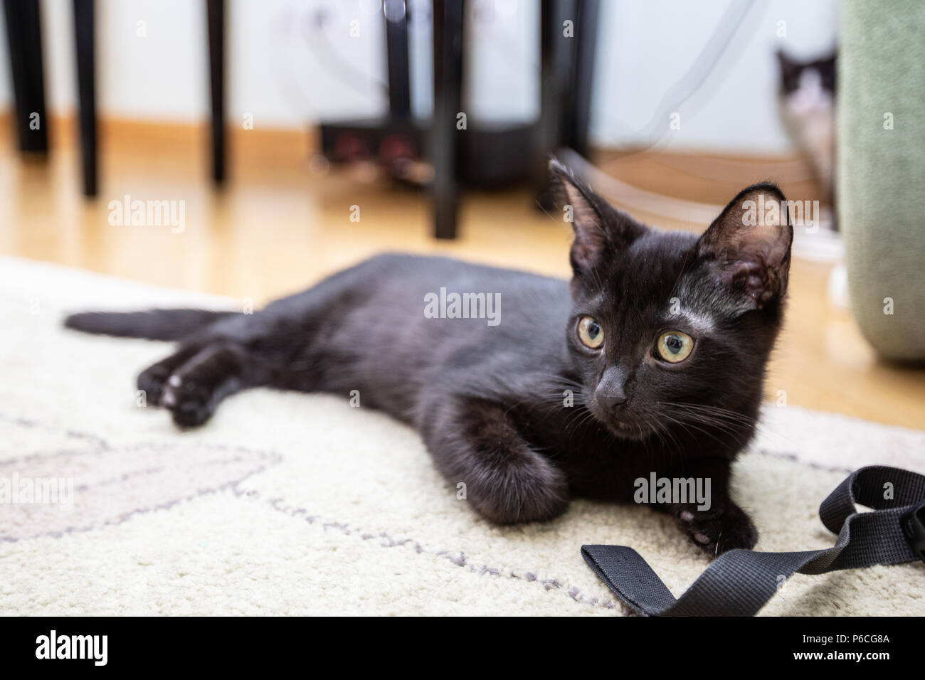 The black kitten sits on a green sofa Stock Photo