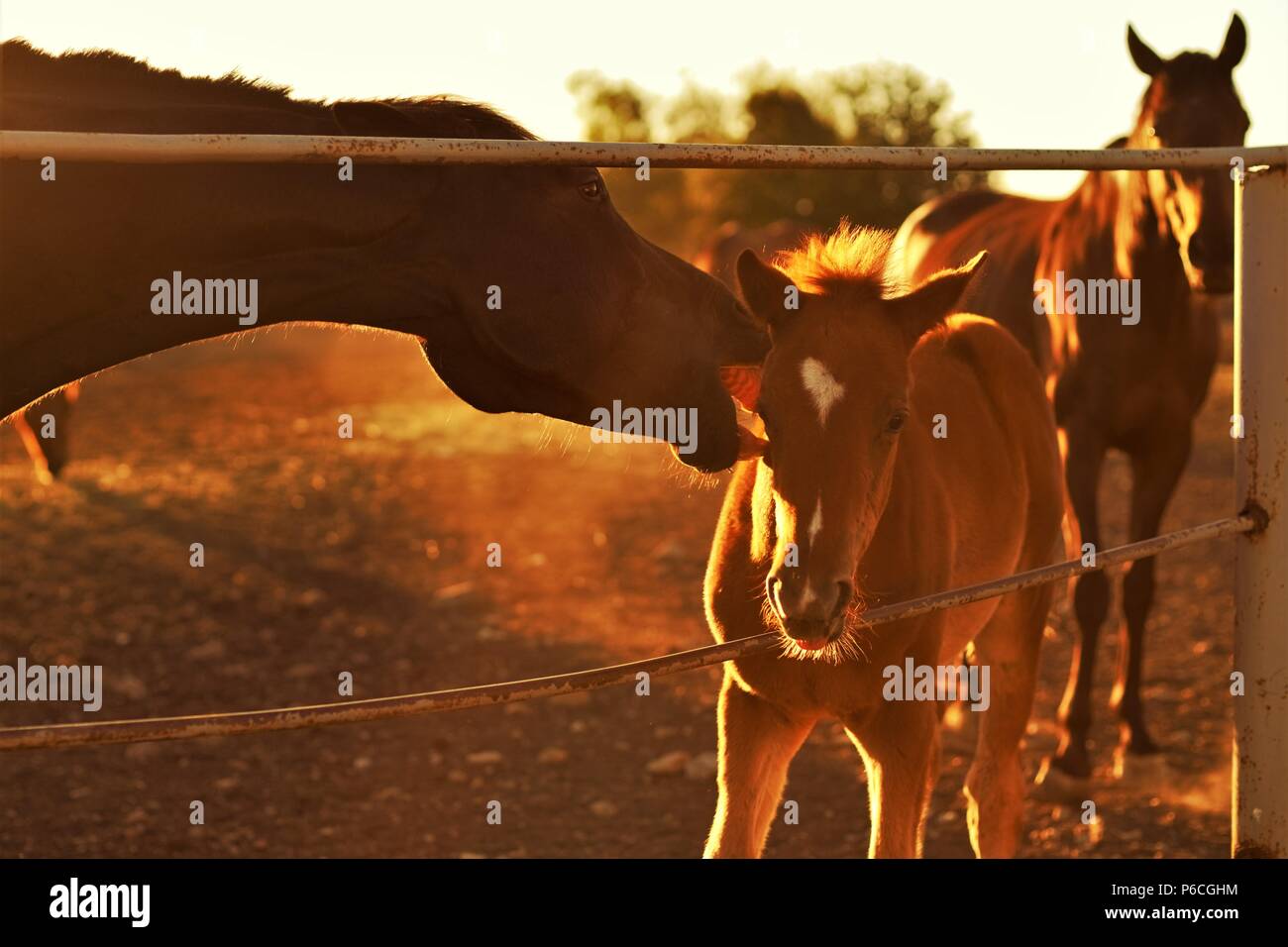 Funny brown mare white star hi-res stock photography and images - Alamy