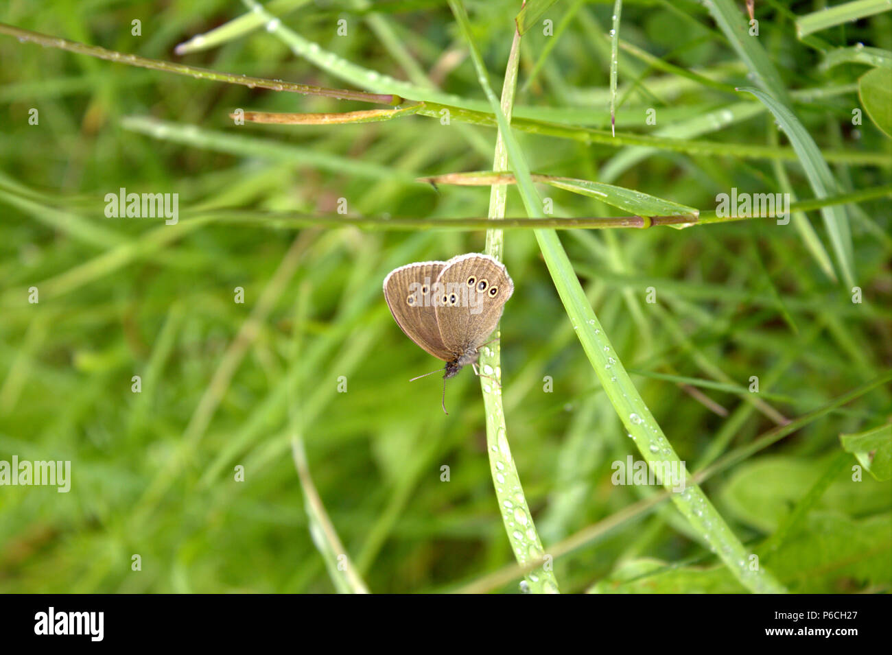 Butterfly and the green grass Stock Photo