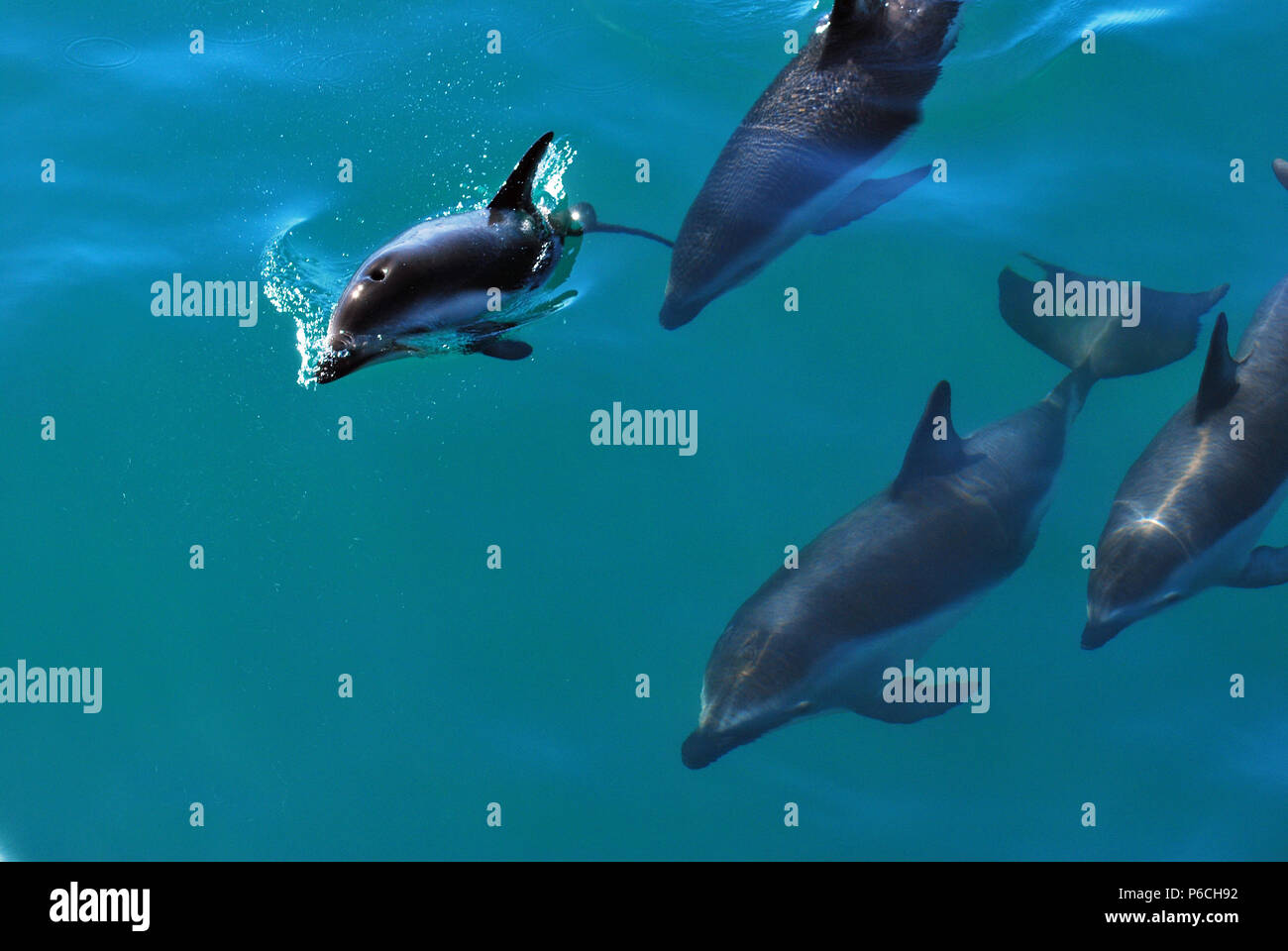 Dolphins jumping in ocean Stock Photo