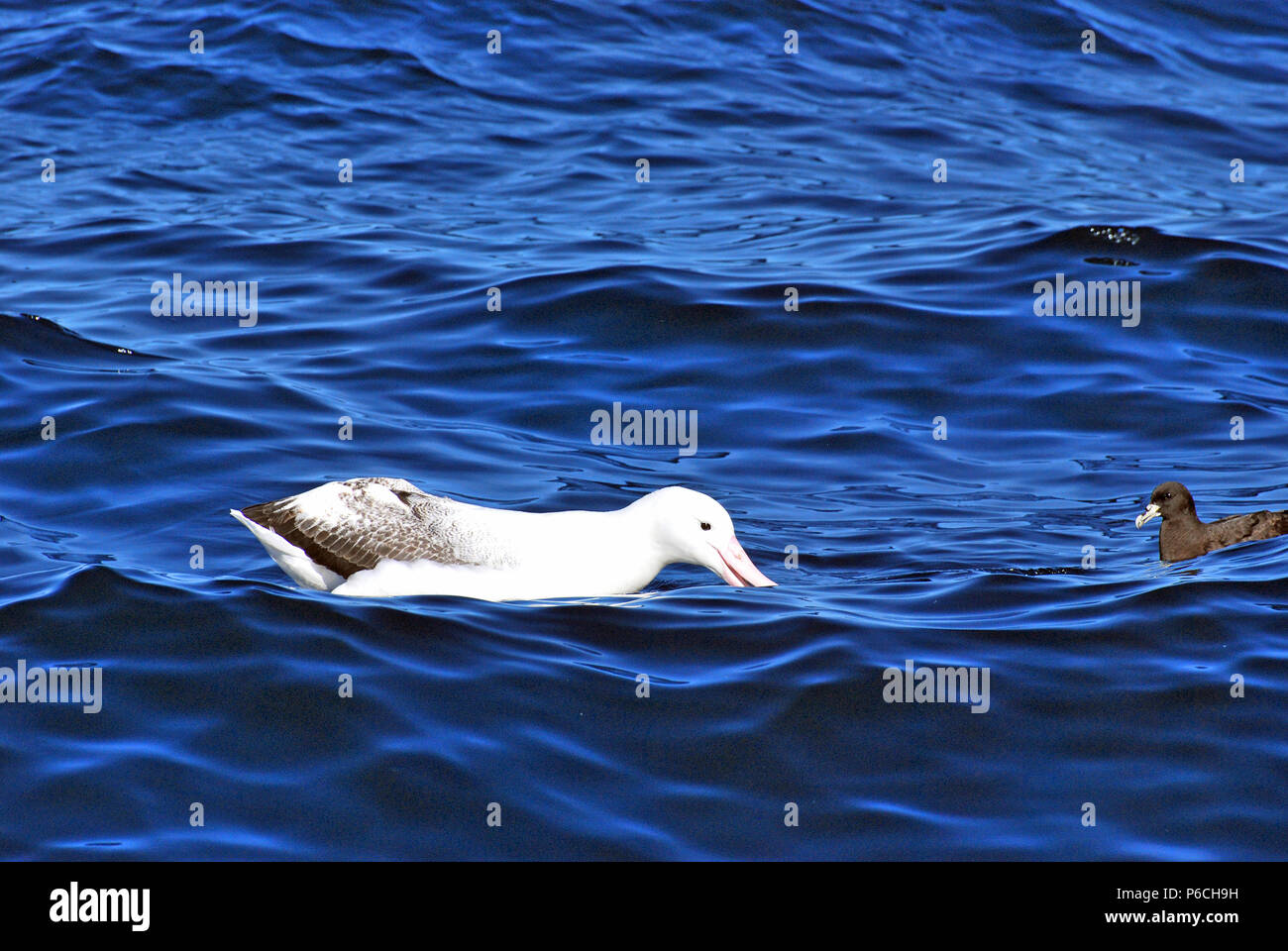 New Zealand Albatross Stock Photo Alamy
