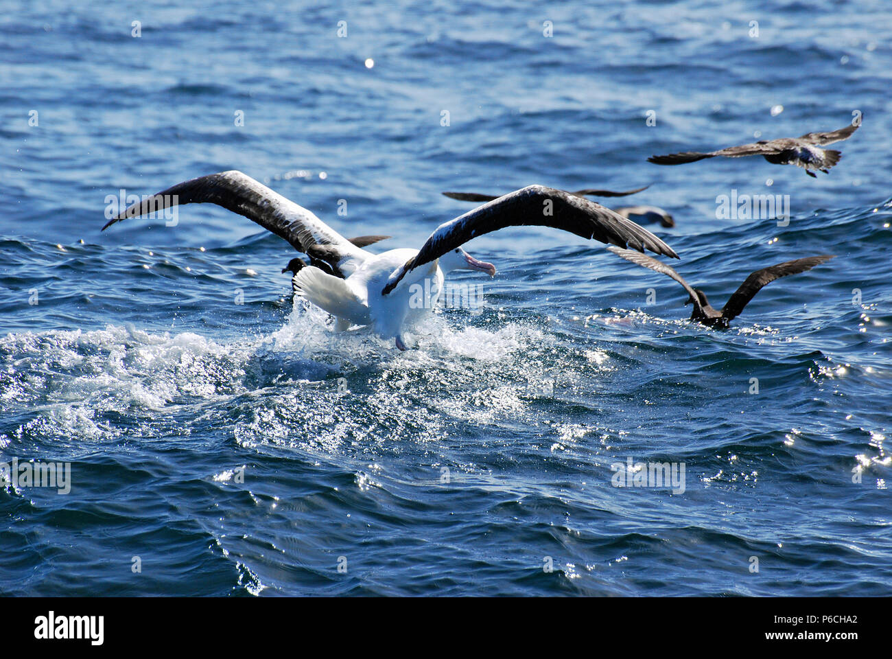 New Zealand Albatross Stock Photo Alamy