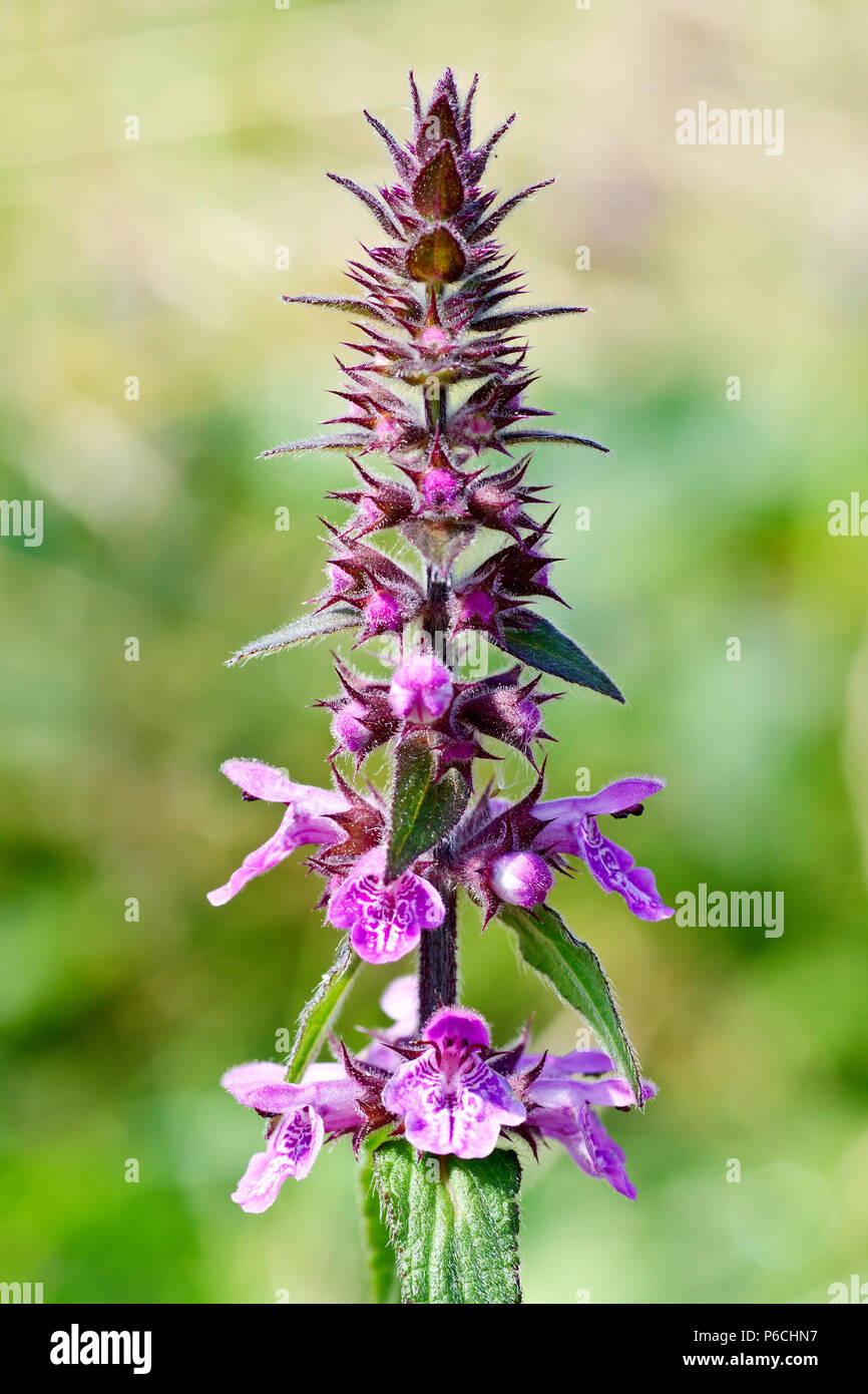 Marsh Woundwort (stachys palustris), close up of a solitary spike of flowers. Stock Photo