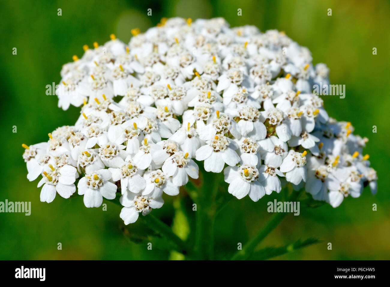 Yarrow (achillea millefolium), also known as Milfoil, close up of the more common white flower head showing detail. Stock Photo