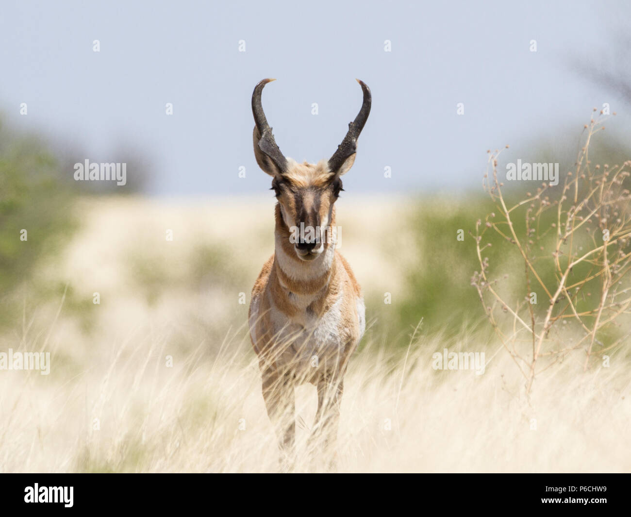 Pronghorn antelope buck hi-res stock photography and images - Alamy