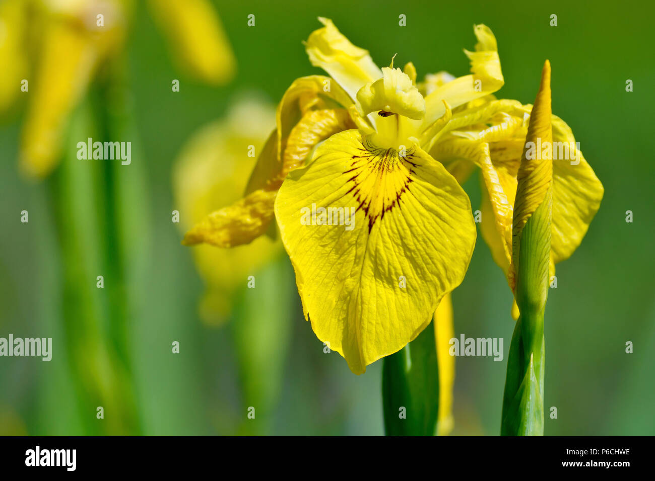 Yellow Iris (iris pseudacorus), also known as Yellow flag, close up of a single flower with buds. Stock Photo