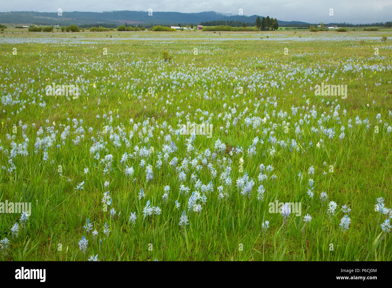 Weippe Prairie, Nez Perce National Historical Park, Gold Rush Historic