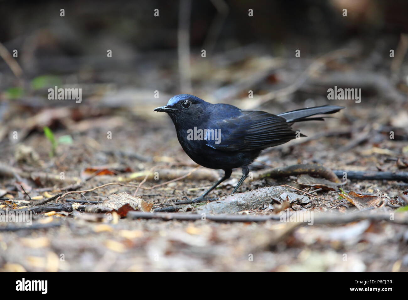 White-tailed robin (Myiomela leucura) in Da lat, Vietnam Stock Photo