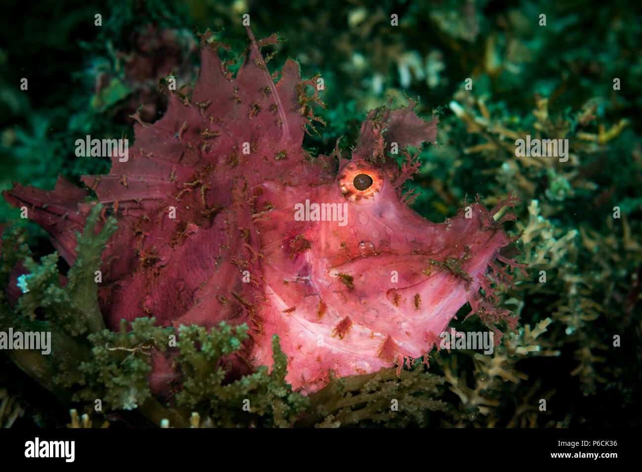 Weedy scorpionfish: Rhinopias frondosa, on the Fantasy Reef dive site, Puerto Galera, Philippines Stock Photo