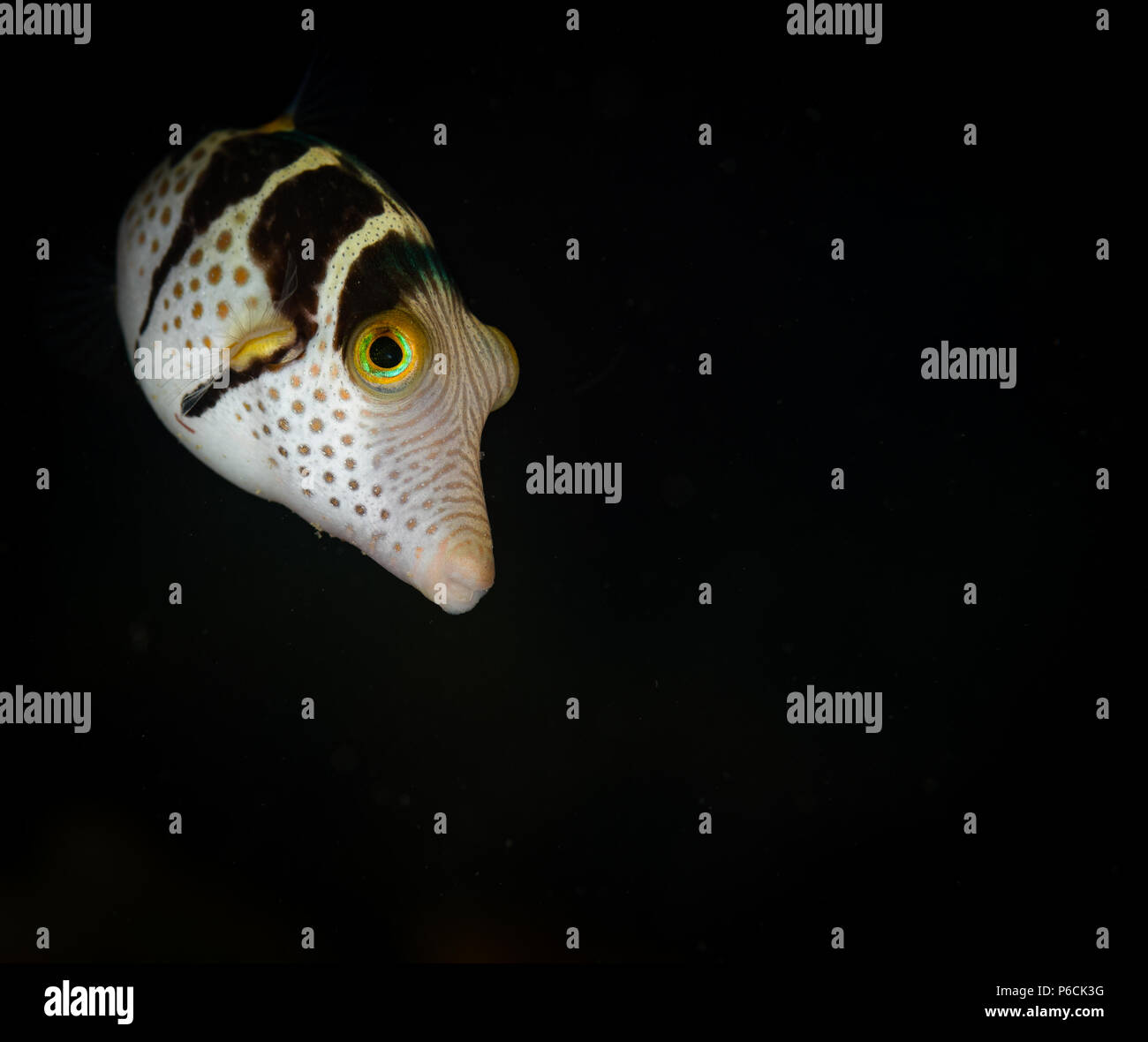 Cute Sharpnose puffer: Canthigaster rostrata, on the Giant Clam dive site, Puerto Galera, Philippines Stock Photo