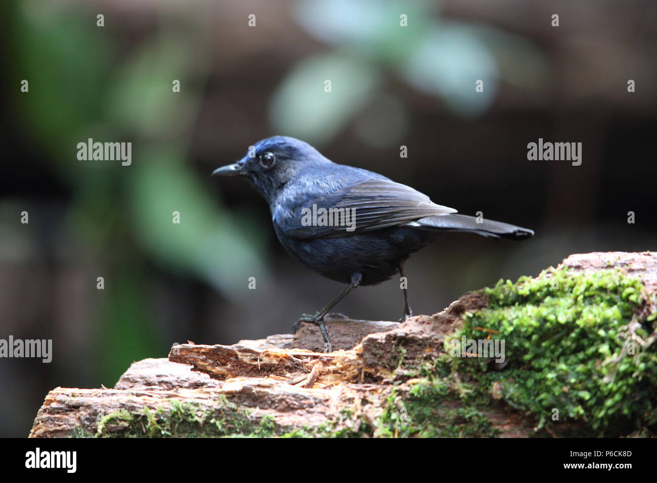 White-tailed robin (Myiomela leucura) in Da lat, Vietnam Stock Photo