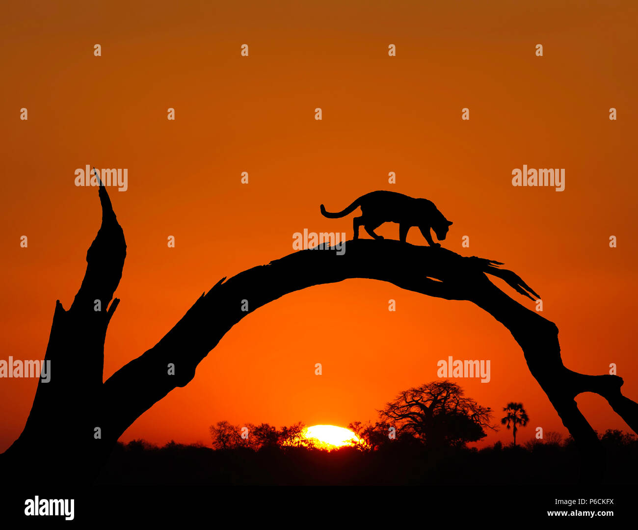 Leopard Silhouette High Resolution Stock Photography and Images - Alamy