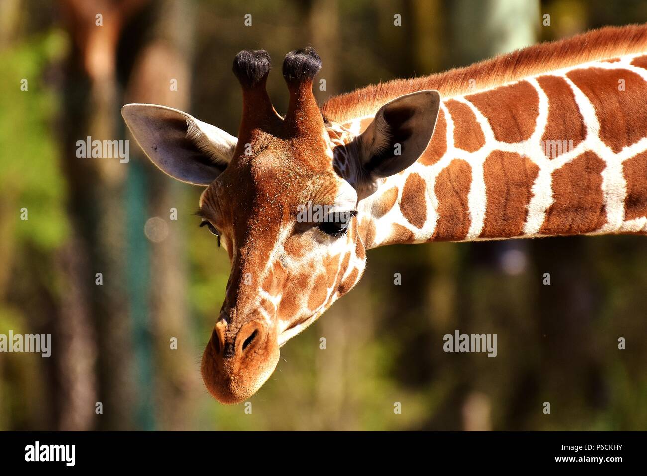 Animales de la selva hi-res stock photography and images - Alamy