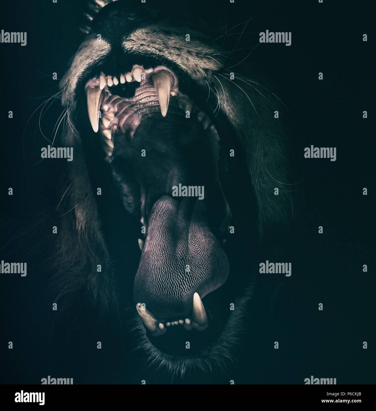 Animales de la selva hi-res stock photography and images - Alamy
