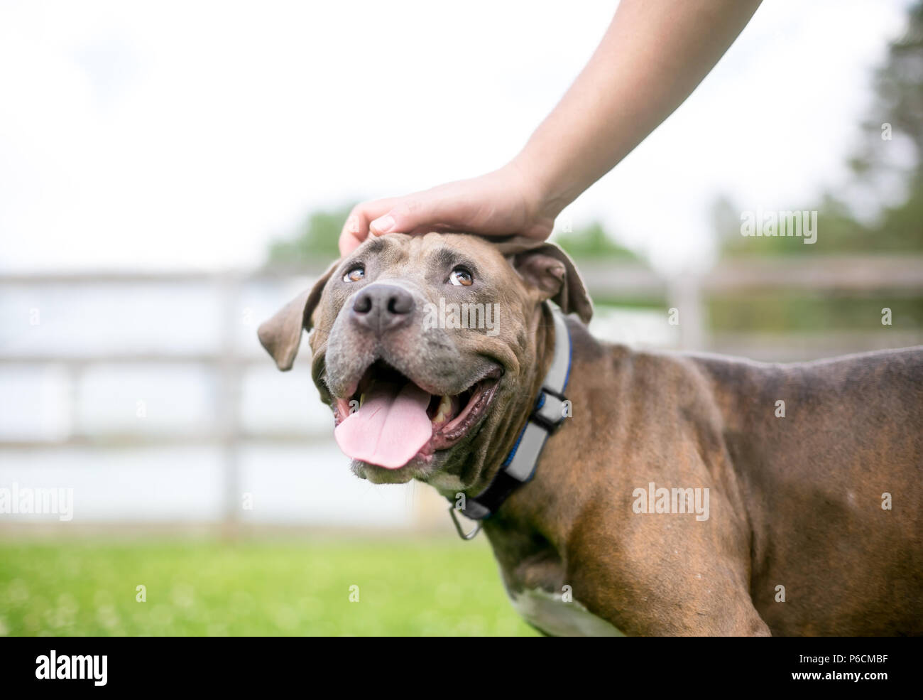 A happy Pit Bull Terrier mixed breed dog looking up as its owner pets it Stock Photo