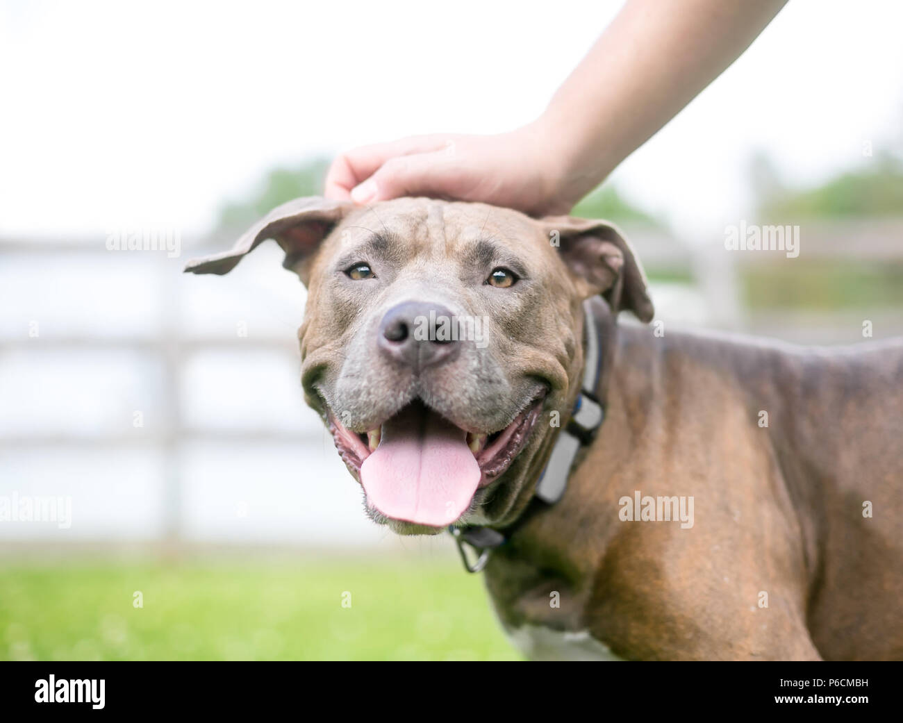 A person petting a happy Pit Bull Terrier mixed breed dog Stock Photo