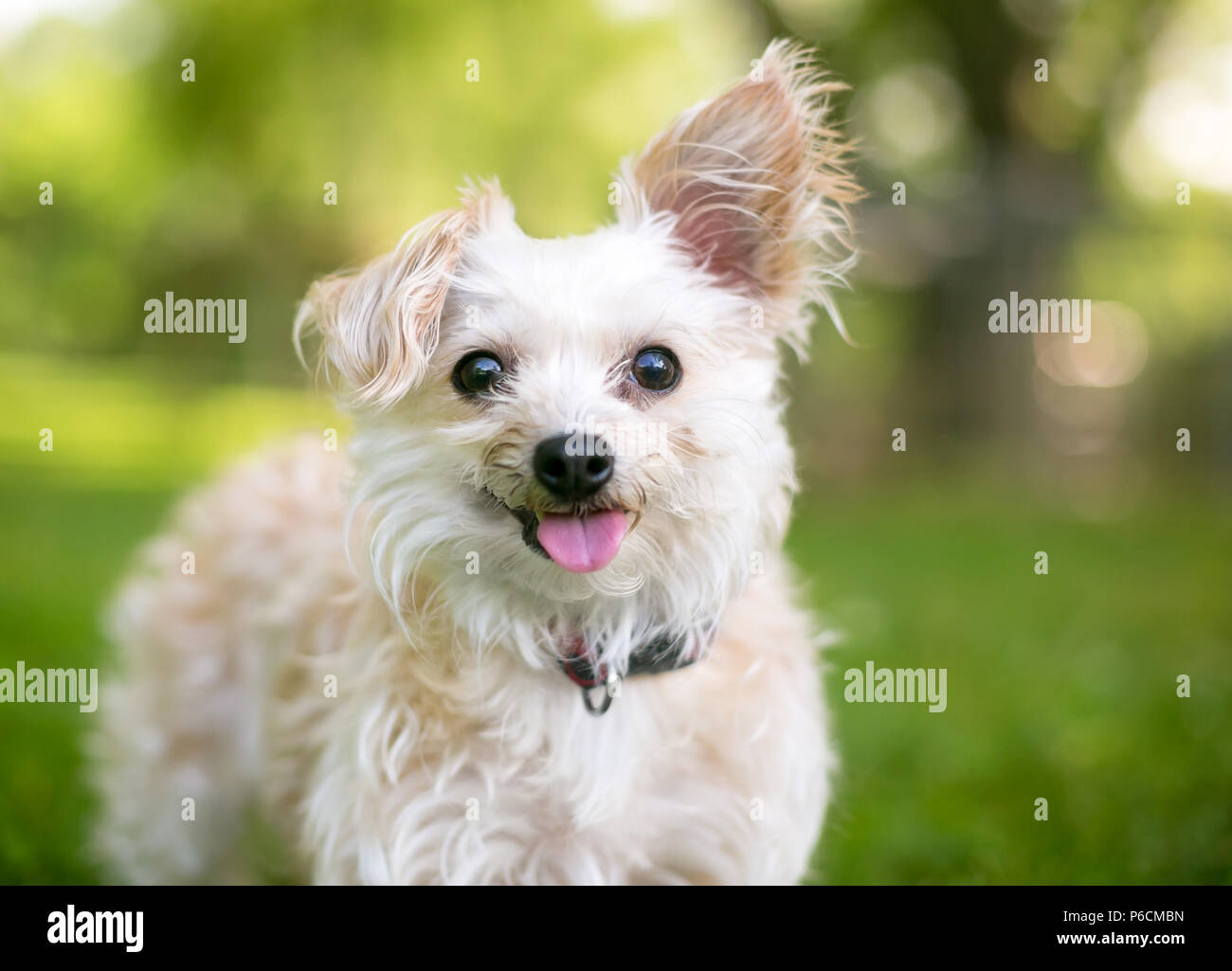 A Dog With Small Ears