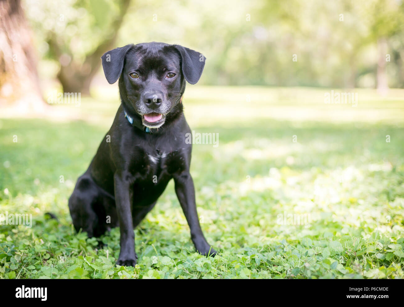 A cute black Retriever/Beagle mixed breed puppy sitting outdoors Stock Photo