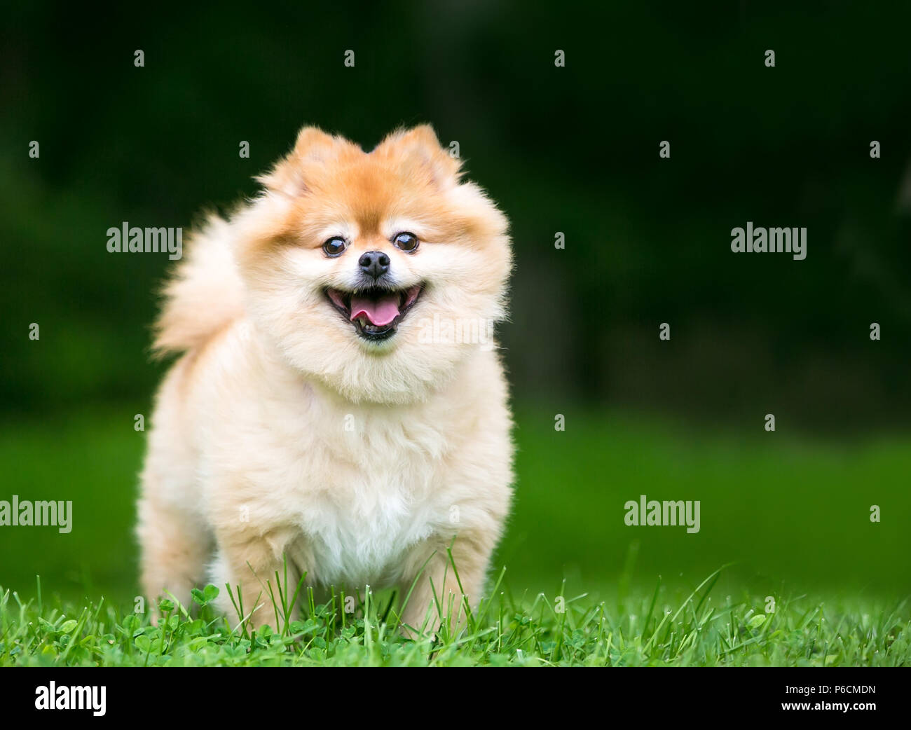 A cute Pomeranian dog with a happy expression Stock Photo