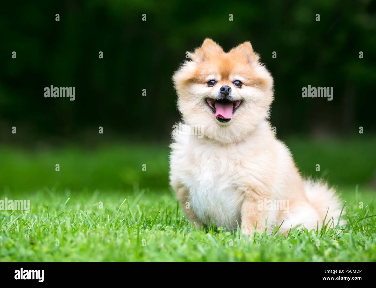 A cute Pomeranian dog with a happy expression Stock Photo