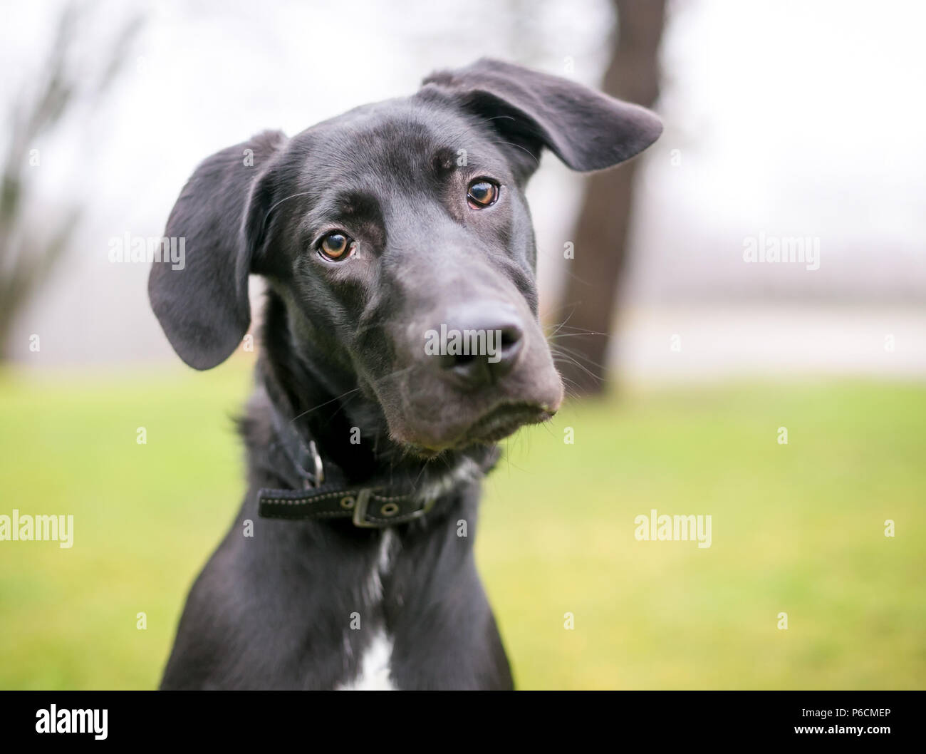 A black Great Dane/Labrador Retriever mixed breed puppy listening with a head tilt Stock Photo
