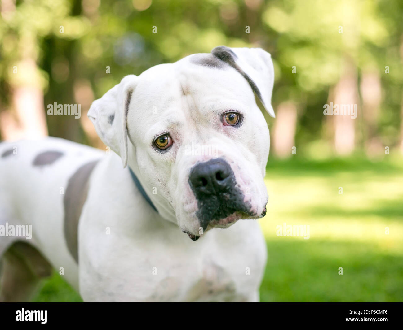 A white American Bulldog mixed breed dog with brown spots, listening with a head tilt Stock Photo