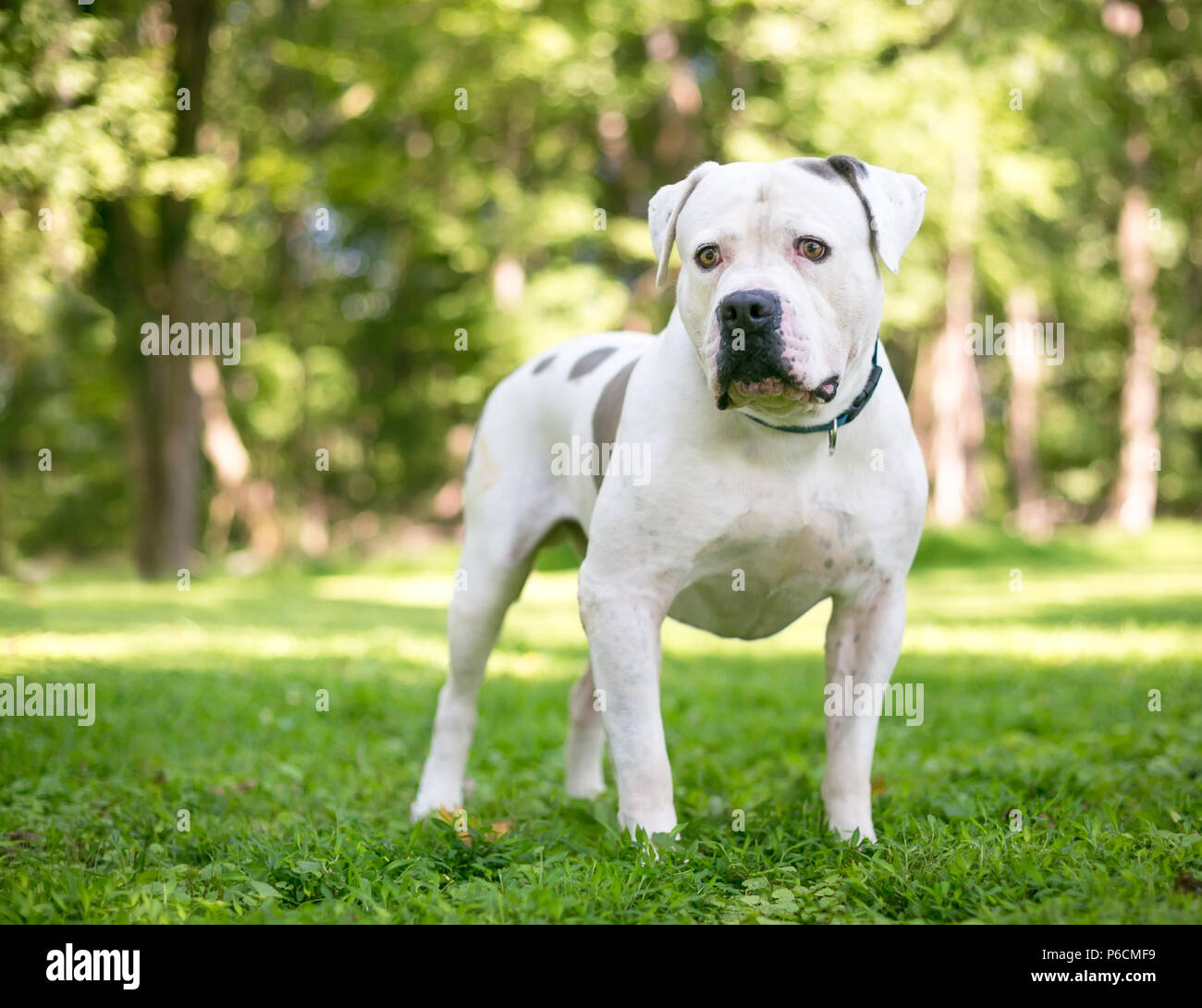A white American Bulldog mixed breed dog with brown spots standing outdoors Stock Photo