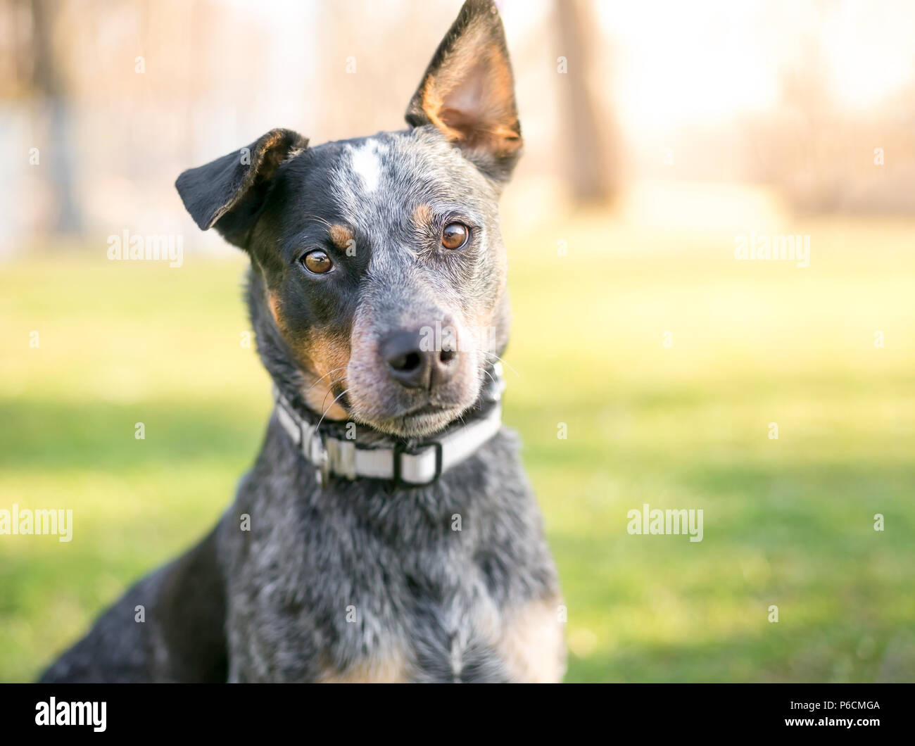 An Australian Cattle Dog outdoors Stock Photo