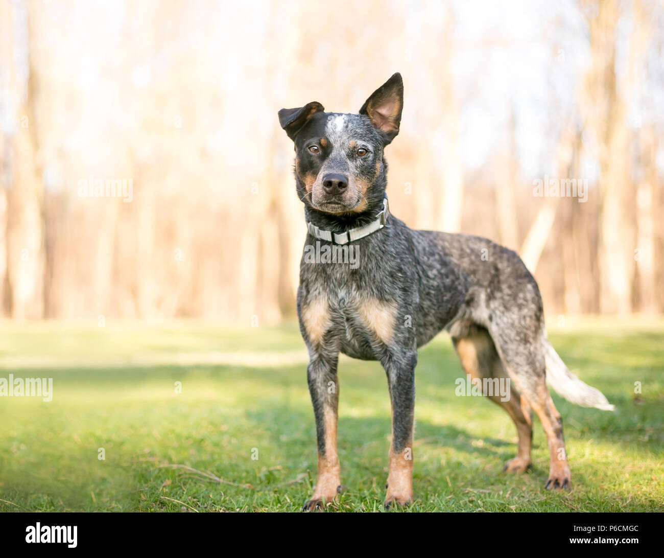 An Australian Cattle Dog outdoors Stock Photo