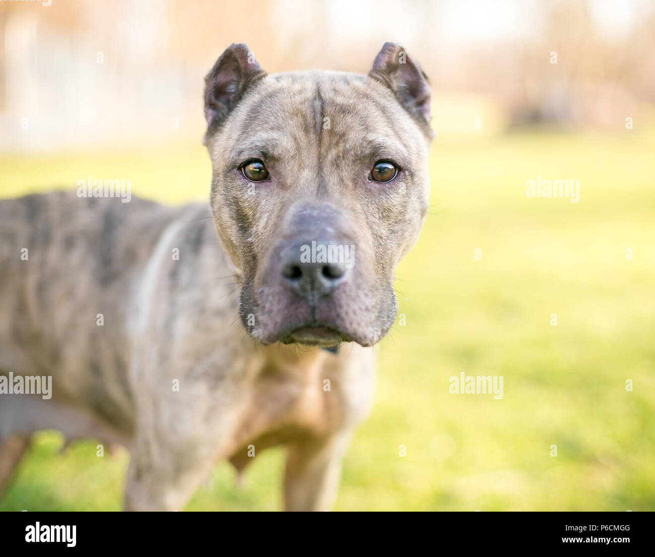 A brindle Presa Canario mixed breed dog with cropped ears Stock Photo