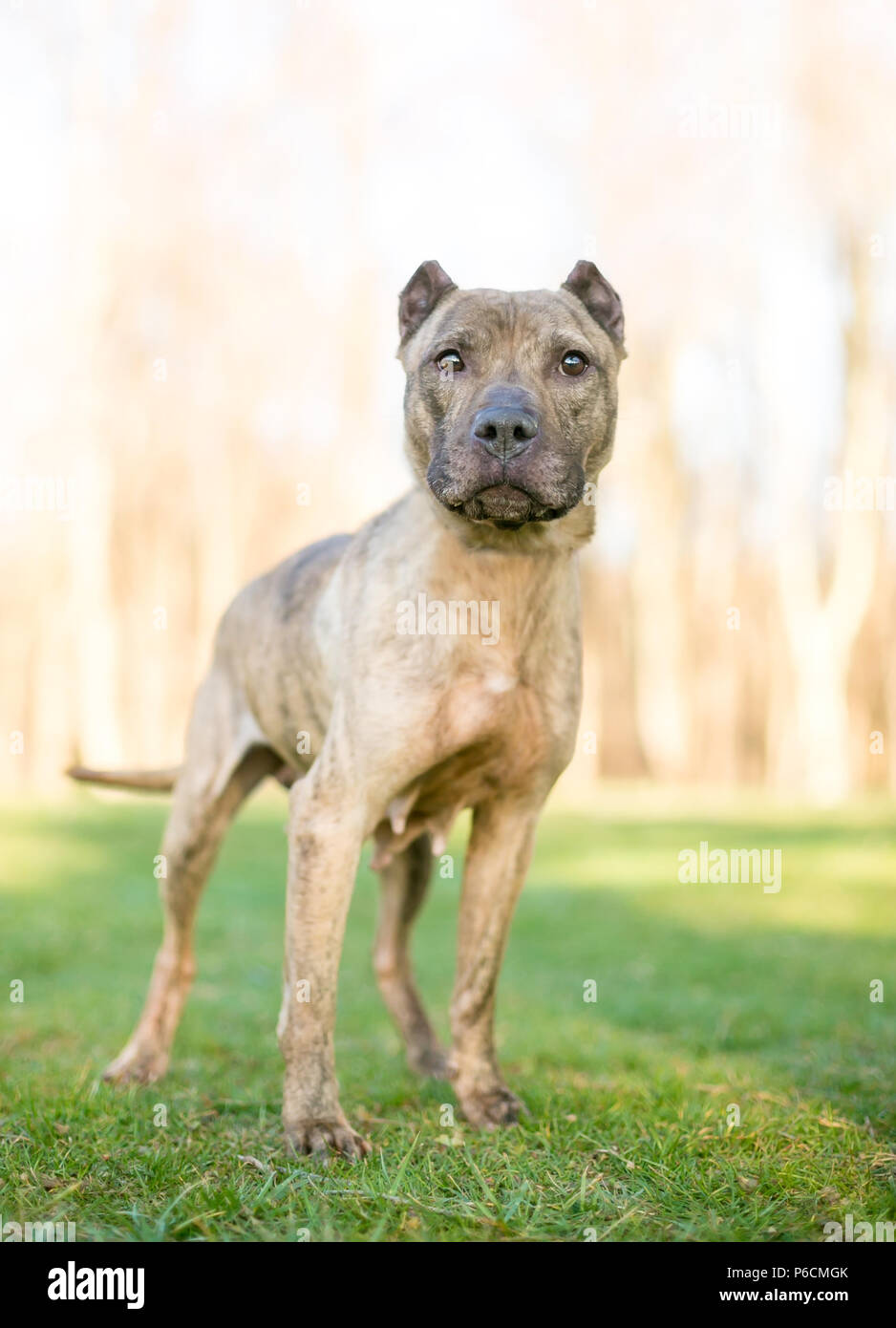 A brindle Presa Canario mixed breed dog with cropped ears Stock Photo -  Alamy