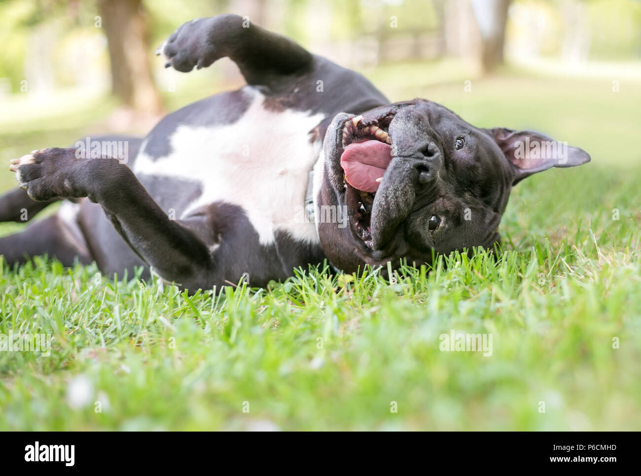 A playful Staffordshire Bull Terrier dog rolling in the grass Stock Photo
