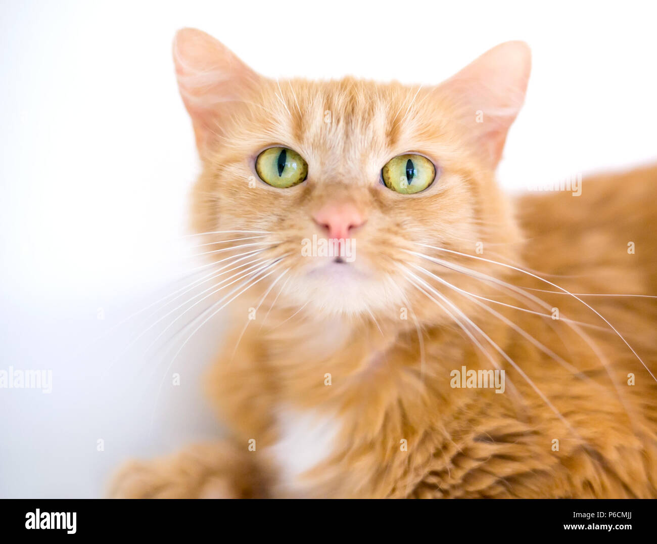 A furry orange tabby cat with long whiskers Stock Photo