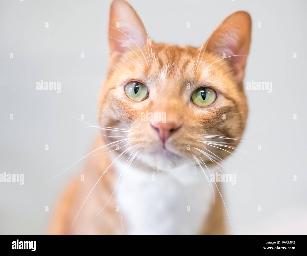 A domestic shorthair cat with orange tabby and white markings Stock