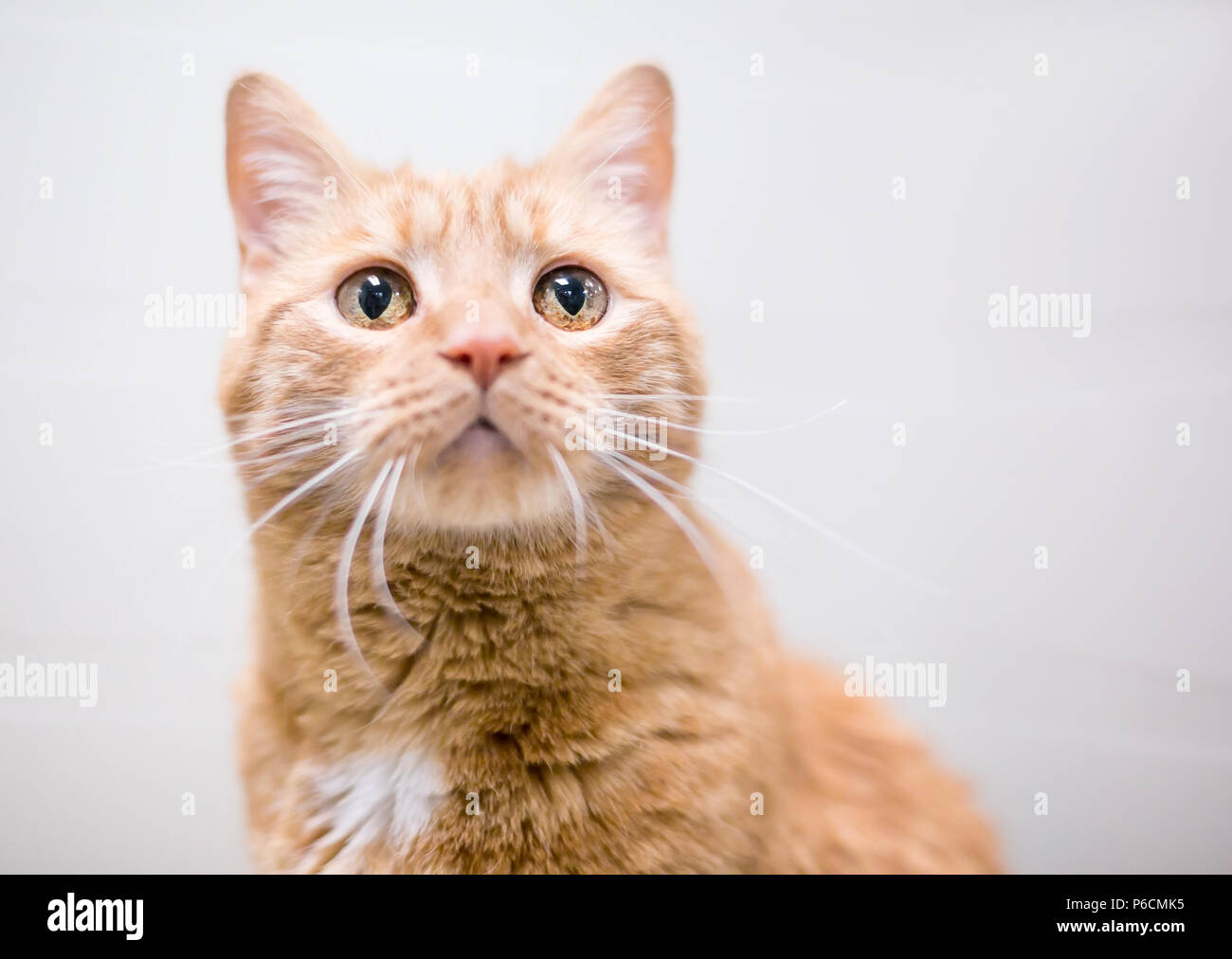 Cat furry hi-res stock photography and images - Page 59 - Alamy