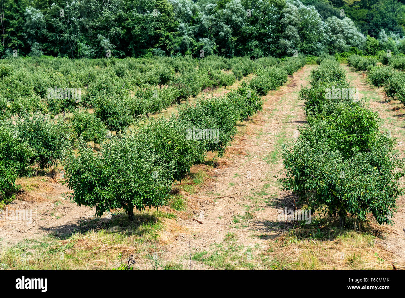 Young apple trees in orchard hi-res stock photography and images - Alamy