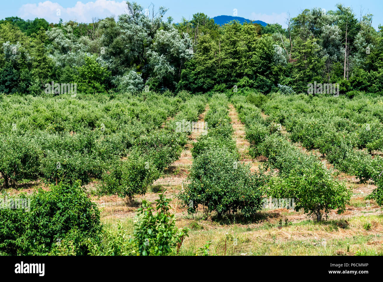 Young apple trees in orchard hi-res stock photography and images - Alamy