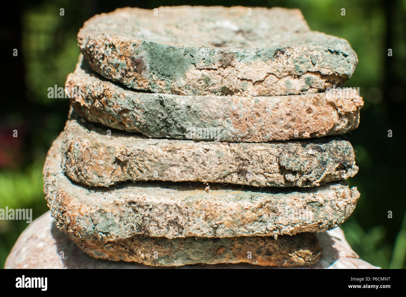 Pile of moldy slices of whole-grain bread on moldy loaf closeup on green natural background Stock Photo