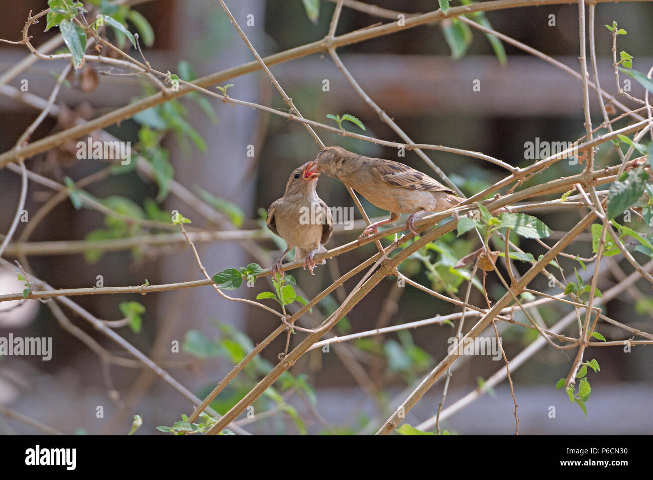 Mother Sparrow Feeding her Baby near Nagarhole National Park in India Stock Photo