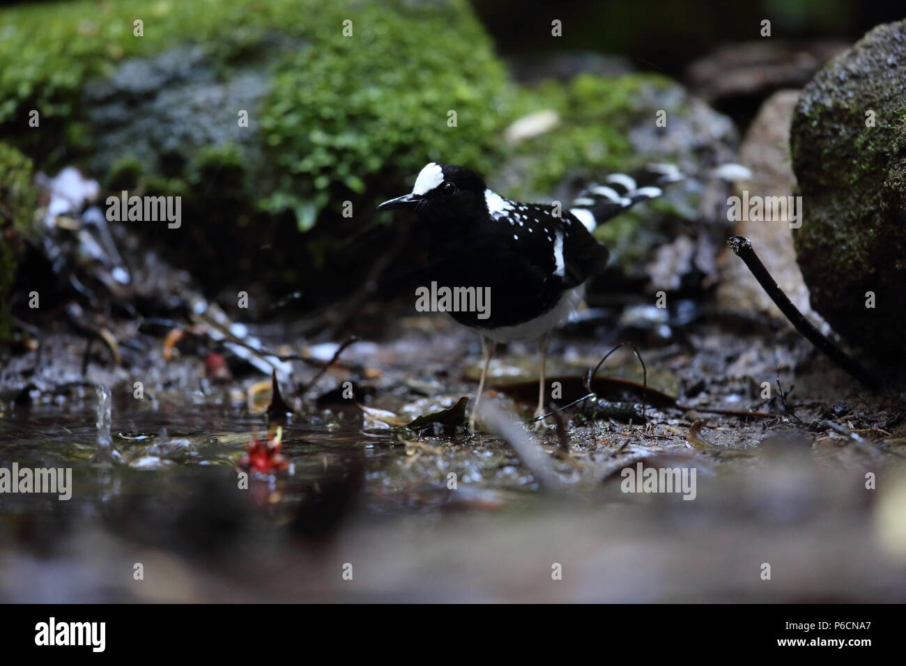 Spotted forktail (Enicurus maculatus) in Dalat, Vietnam Stock Photo Alamy