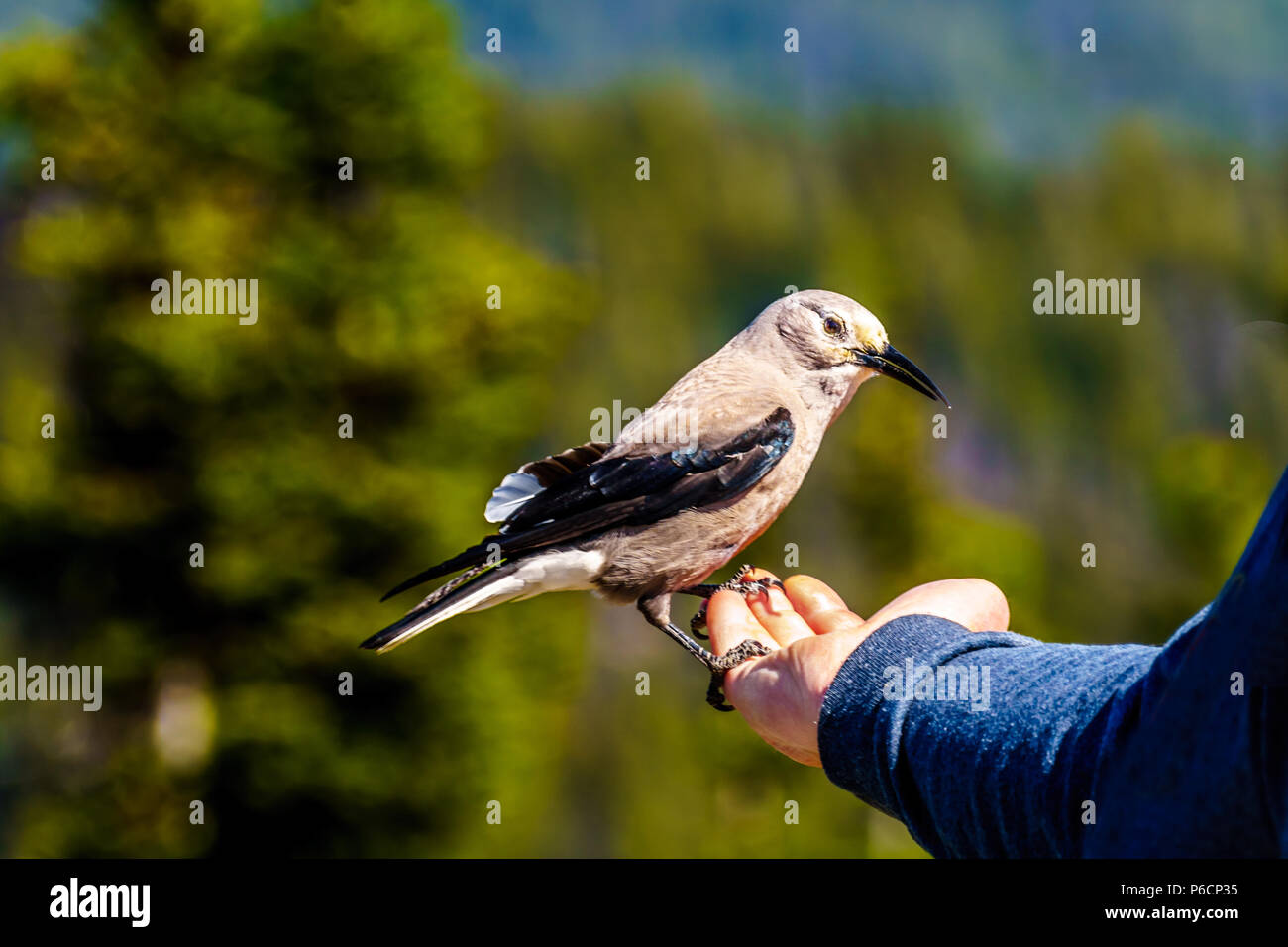 Nutcracker bird hires stock photography and images Alamy