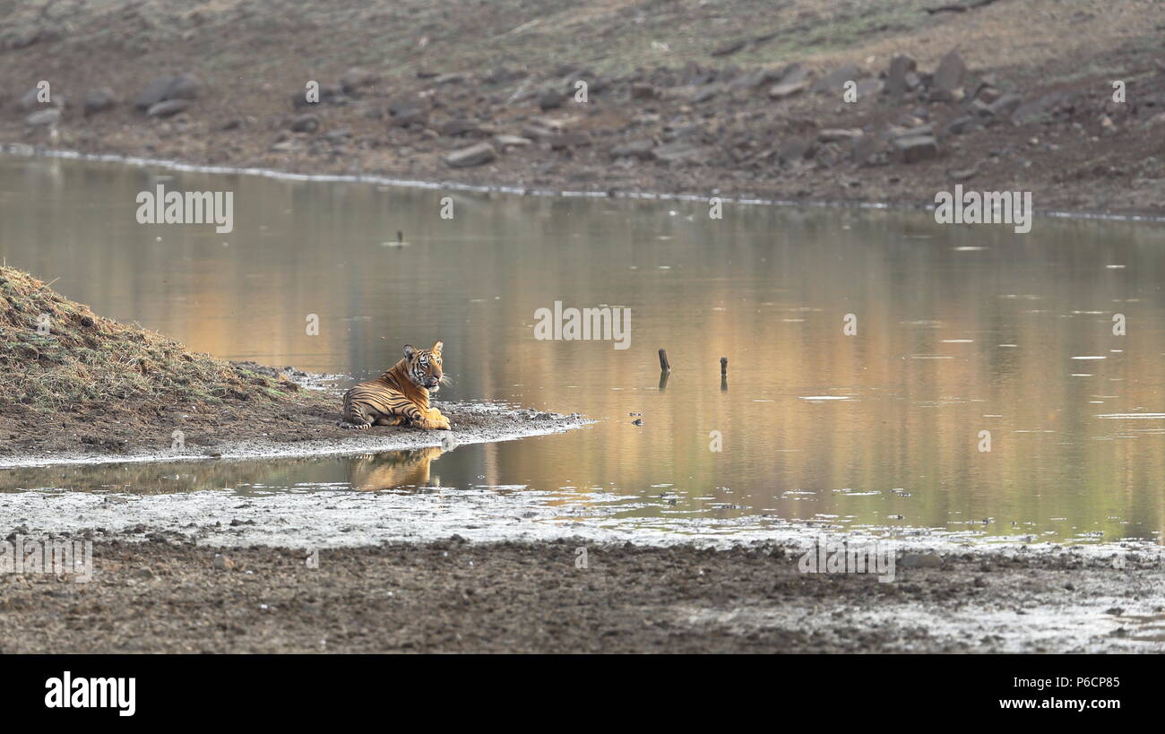 A beautiful image of a sub-adult male tiger cub cooling off on the banks of a lake in the golden morning light on a hot April day. Stock Photo