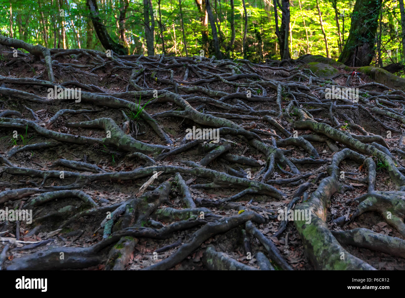 Forresting Tree Net For Roots Tree roots on forest close Stock Photo - Alamy