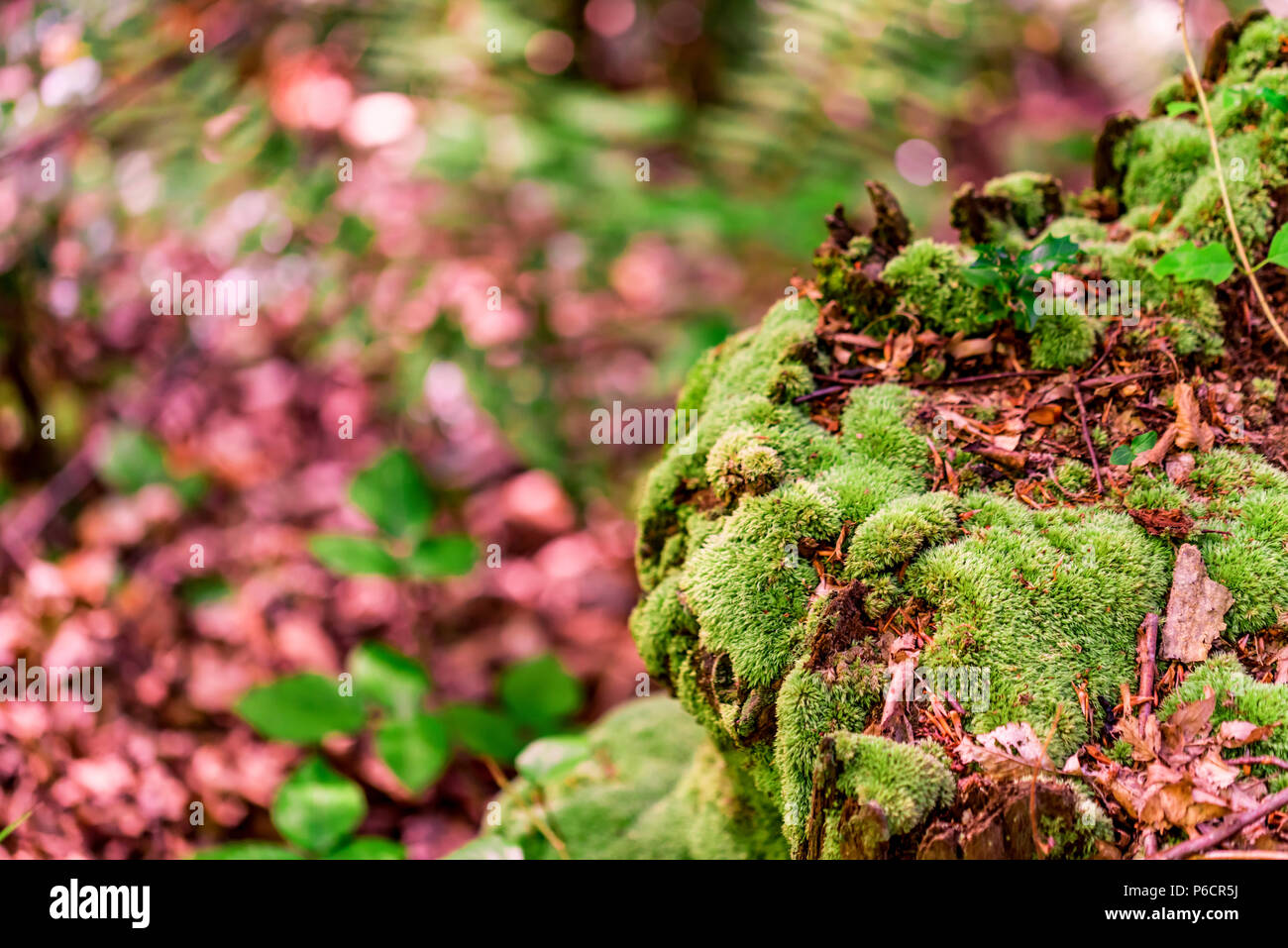 Forest pattern wallpaper hi-res stock photography and images - Alamy